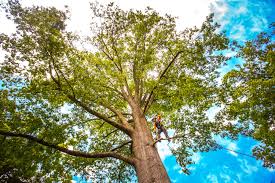 Best Tree Mulching  in West Park, CA