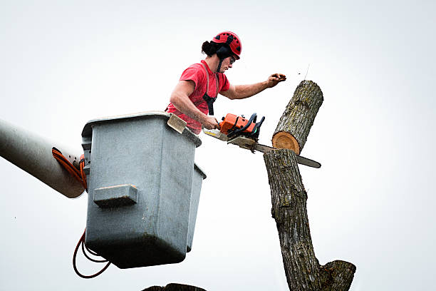 How Our Tree Care Process Works  in  West Park, CA